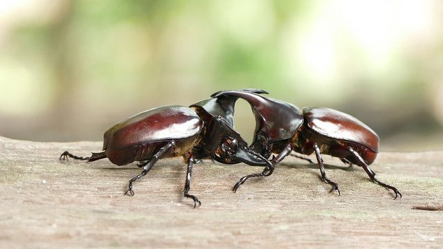 Fighting beetle of rhinoceros beetle in the breeding season
