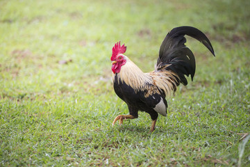 Chicken