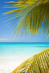 Fototapeta na wymiar Tropical white sand beach with coconut palm trees.