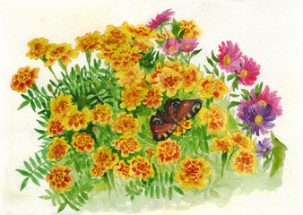Butterfly, marigolds and asters. A bouquet of flowers. Watercolor painting