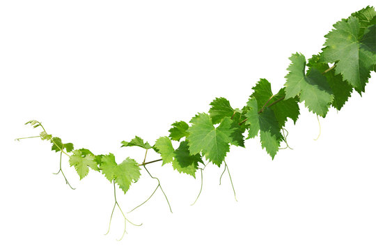Feuilles de vigne avec pampre
