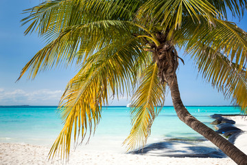 Tropical white sand beach with coconut palm trees.