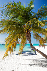 Tropical white sand beach with coconut palm trees.
