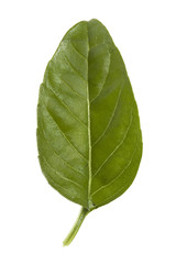 Obraz premium Close-up view of the fresh leaves of basil