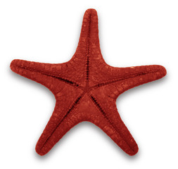 Naklejka premium Exotic shell, isolated on a white background