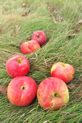 Scattering of the ripe cultivar apples on the lawn grass in the summer garden