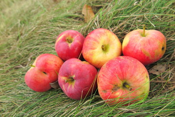 Scattering of the ripe cultivar apples on the lawn grass in the summer garden