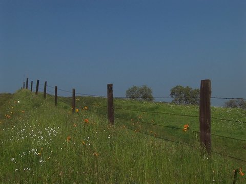 Medium shot of a fence line in a lush pasture in California.