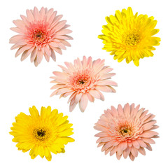 chrysanthemum isolated on white background