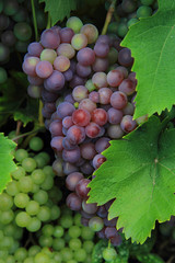 Fototapeta premium red and white grapes