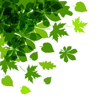 Vector of green leaves.
