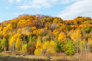 Colourful Maple Trees in Canada in the Fall