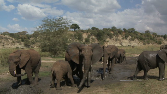 MWS as elephant herd leave mud hole
