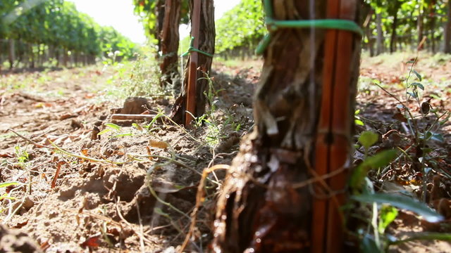 Vineyard, detail of drop by drop irrigation system