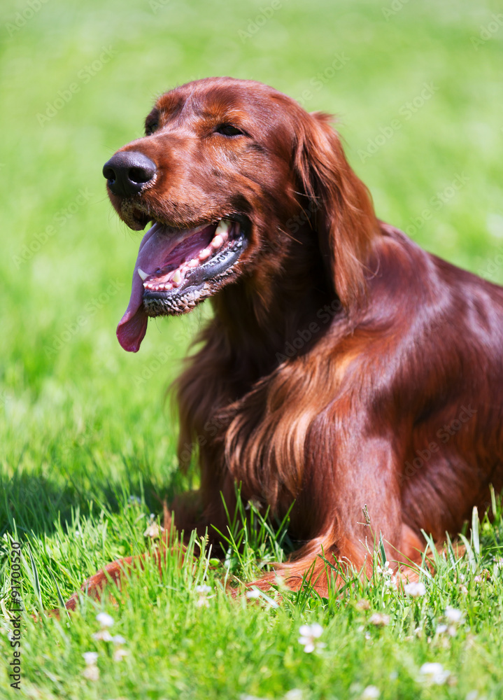 Wall mural Irish Setter lying  at park