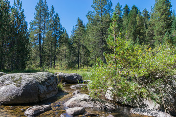 Bosque de pinos junto al río de montaña en Banhs de Tredos