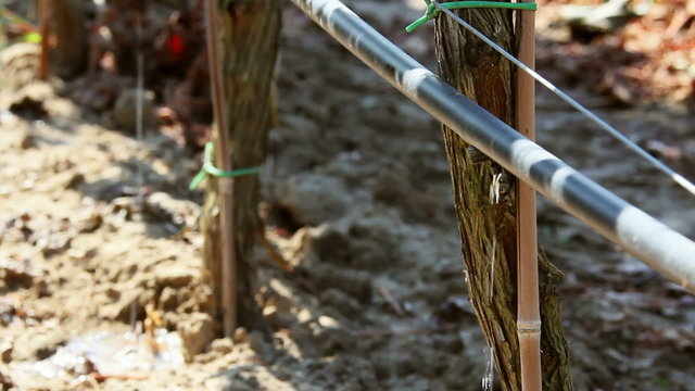 Vineyard, detail of drop by drop irrigation system