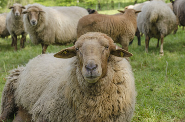 Sheep Looking