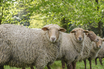 Obraz premium Sheep Looking