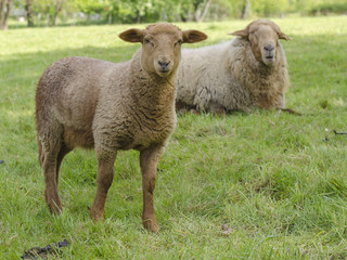 Two Sheep