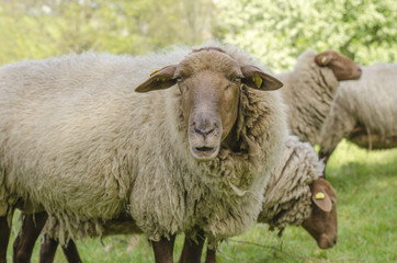 Fototapeta premium Sheep