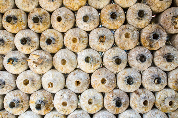 Mushrooms Growing In A Farm