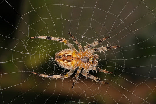 Close-up, macro photo of a spider sitting in its web.