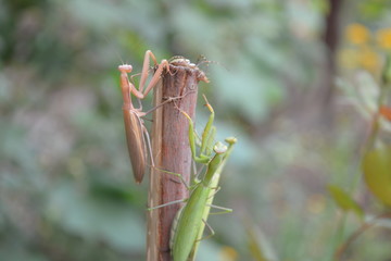 Mantis crawling on a dead branch to the top.
