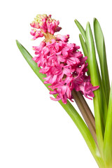 Fototapeta premium hyacinth