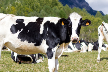 Black cow in the mountain pastures in the high alps