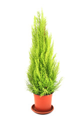 green thuja tree