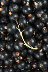 blackcurrant