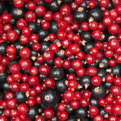 redcurrant and  blackcurrant
