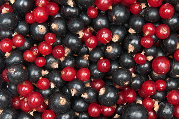 redcurrant and  blackcurrant