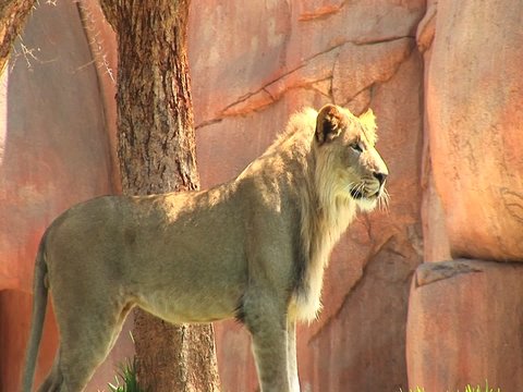 Medium-shot of a lion standing near rocks.