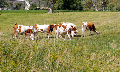brown cow in mountain pasture in high alps