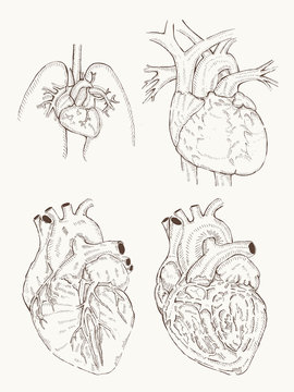 heart anatomy hand draw