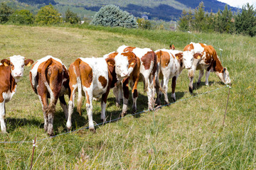 Fototapeta na wymiar brown cow in mountain pasture in high alps