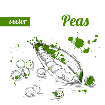 Hand drawn sketch style peas. Vintage eco food vector illustration. Ripe peas.