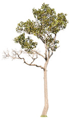 Tree on white background