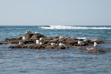 L&rsquo;ilot aux mouettes