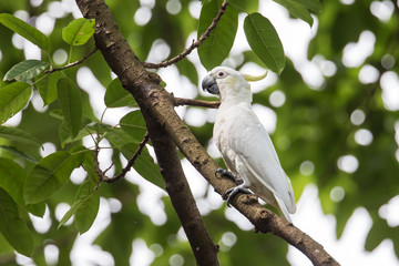 Yellow-crested Cockatoo (Cacatua sulphurea) perching on tree