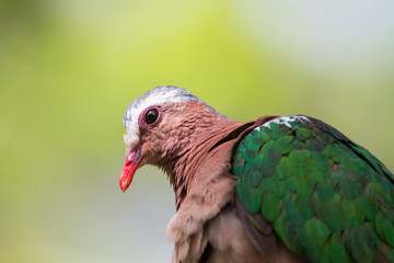 Portrait of Emerald Dove (Chalcophaps indica)