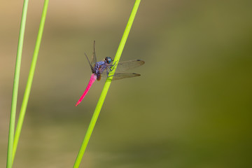 Portrait of dragonfly - Common Red Skimmer(male)