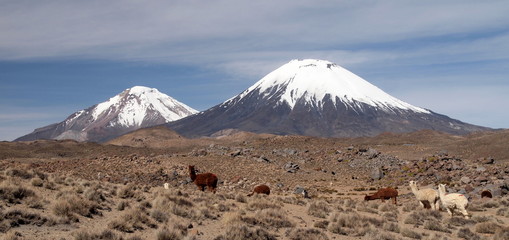 Lamas devant les volcans Pomerape et Parinacota au Chili © AurelienB