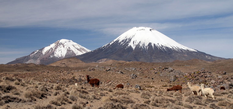 Lamas devant les volcans Pomerape et Parinacota au Chili