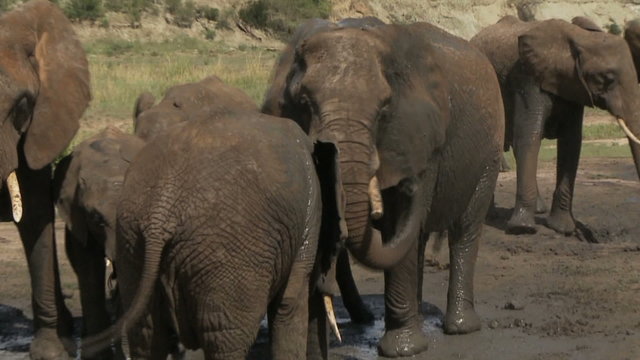 MWS herd sprays mud with babies
