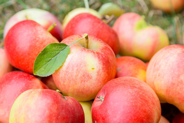 A bunch of ripe apples on a grass