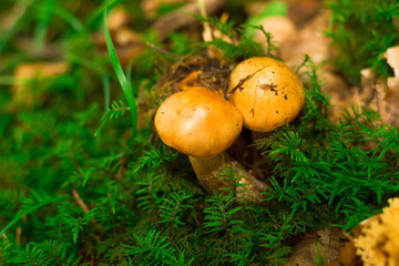 mushroom in the forest mountain in France