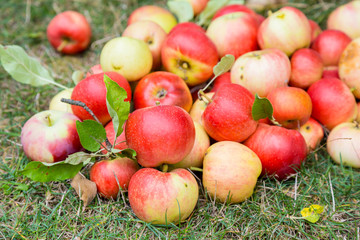 A bunch of ripe apples on a grass